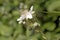 Himalayan blackberry flower, Rubus armeniacus