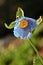 Himalayan blue poppy