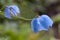 Himalayan Blue Poppy