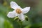 Himalayan blue poppy Meconopsis betonicifolia Alba, stunning white flower