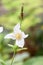 Himalayan blue poppy, Meconopsis betonicifolia Alba, white flower