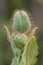 Himalayan blue poppy Meconopsis betonicifolia, bud