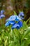 Himalayan Blue Poppy Meconopsis Slieve Donard