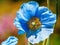 Himalayan blue Tibet Poppy