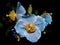 Himalayan blue Tibet Poppy