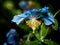 Himalayan blue Tibet Poppy