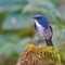 Himalayan Bluetail