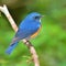 Himalayan Bluetail bird