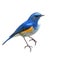 Himalayan Bluetail bird