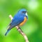 Himalayan bluetail bird
