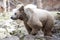 Himalayan brown bear, Ursus arctos isabellinus, has a very bright color