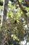 Himalayan bulbul in a palm tree