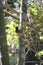 Himalayan bulbul in a palm tree