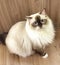 Himalayan Cat Breed Baby Asian Cats Siam Kitten Thailand Kitty Kitties Brown Fur Blue Eyes Meow Pet Pets Tiger Grooming Orient