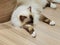 Himalayan Cat Breed Baby Asian Thai Cats Siam Kit Siamese Kitty Kitties Brown Fur Blue Eyes Meow Pet Pets Tiger Grooming Orient