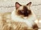 Himalayan Cat Breed Baby Asian Thai Cats Siam Kitten Siamese Kitty Kitties Brown Fur Blue Eyes Meow Pet Pets Tiger Grooming Orient