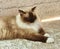 Himalayan Cat Breed Baby Asian Thai Siamese Cats Siam Kitten Kitty Kitties Brown Fur Blue Eyes Meow Pet Pets Tiger Grooming Orient