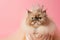 Himalayan Cat Dressed As A Princess