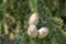 Himalayan cedar or deodar cedar tree with female cones, Christmas background