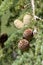 Himalayan cedar or deodar cedar tree with female and male cones, Christmas background