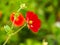 Himalayan cinquefoil flower Potentilla atrosanguinea