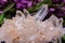 Himalayan Clear Quartz Clusters with Hematite inclusions surrounded by lilac flowers.