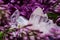 Himalayan Clear Quartz Clusters with Hematite inclusions surrounded by purple lilac flower.