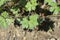 Himalayan Cranesbill Plenum