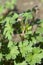 Himalayan Cranesbill Plenum