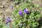 Himalayan Cranesbill Plenum