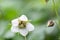 Himalayan creeping bramble Rubus nepalensis, close-up of white flower