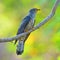 Himalayan Cuckoo bird