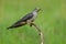 Himalayan cuckoo Cuculus saturatus grey with stripe black and white belly bird perching on curve branch over green