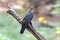 Himalayan Cuckoo Cuculus saturatus Male Birds of Thailand