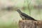 Himalayan cuckoo stand on the stump