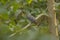 Himalayan Cuckoo in a Tree