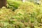 Himalayan or evergreen maidenhair Adiantum Venustum in Zurich in Switzerland