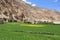 Himalayan fields(Ladakh).