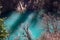 Himalayan firs and Himalayan spruce in lake. Flooded forest