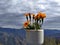 Himalayan flowers in the pot under beautiful sky with their clouds