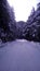 Himalayan forest and road covered by the fresh and beautiful snow owsam view