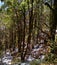 Himalayan forest in snowfall