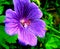 Himalayan Geranium, Lilac Cranesbill