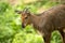 Himalayan Goral