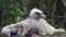 Himalayan Griffon Vulture Close-up