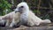 Himalayan Griffon Vulture Close-up