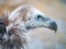 Himalayan griffon vulture, Gyps himalayensis, close-up shot of unique mountain scavenger bird