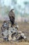 Himalayan griffon vulture or Gyps himalayensis sitting on the white stone.