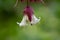 Himalayan honeysuckle leycesteria formosa