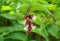 Himalayan honeysuckle showy and bright flowers and  green foliage. Other names Leycesteria formosa, Flowering nutmeg.